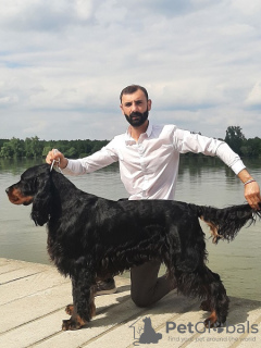 Foto №1. gordon setter - zum Verkauf in der Stadt Бачка-Паланка | Frei | Ankündigung № 121603