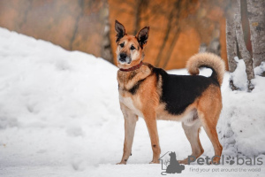 Foto №1. mischlingshund - zum Verkauf in der Stadt Москва | Frei | Ankündigung № 49647