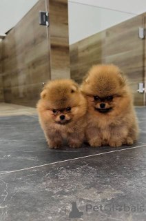 Foto №3. Pomeranians höchster Qualität!. Serbien