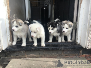 Foto №2 zu Ankündigung № 47495 zu verkaufen siberian husky - einkaufen Deutschland quotient 	ankündigung