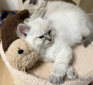 Foto №2 zu Ankündigung № 155402 zu verkaufen ragdoll-katze - einkaufen Österreich quotient 	ankündigung