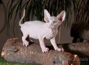 Foto №4. Ich werde verkaufen sphynx-katze in der Stadt Kharkov. vom kindergarten, züchter - preis - 331€