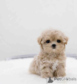 Foto №1. maltipu - zum Verkauf in der Stadt Charlotte Amalie | 478€ | Ankündigung № 139126