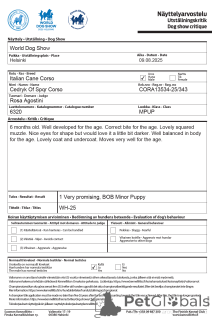 Foto №3. Catanuta Damian. Rumänien