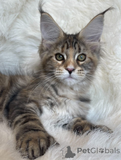 Foto №1. maine-coon-katze - zum Verkauf in der Stadt Alabama | 1€ | Ankündigung № 161200