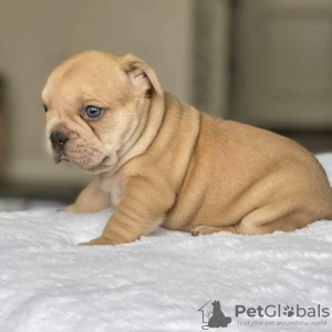 Foto №2 zu Ankündigung № 125623 zu verkaufen französische bulldogge - einkaufen Großbritannien 
