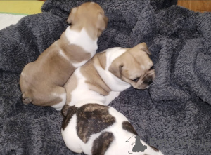 Foto №1. französische bulldogge - zum Verkauf in der Stadt Kramatorsk | verhandelt | Ankündigung № 147047