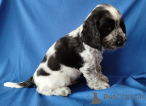 Foto №4. Ich werde verkaufen amerikanischer cocker spaniel, english cocker spaniel in der Stadt Minsk. quotient 	ankündigung - preis - verhandelt