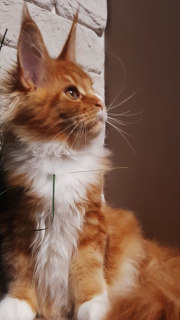 Foto №2 zu Ankündigung № 3232 zu verkaufen maine-coon-katze - einkaufen Ukraine vom kindergarten