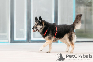 Foto №4. Ich werde verkaufen mischlingshund in der Stadt Moskwa. quotient 	ankündigung - preis - Frei