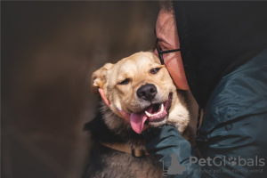 Zusätzliche Fotos: Der wundervolle Hund Denver ist in guten Händen.