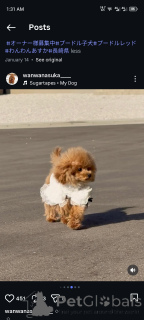 Foto №1. pudel (toy) - zum Verkauf in der Stadt Hamburg | verhandelt | Ankündigung № 163988