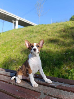 Zusätzliche Fotos: Basenji-Welpen zu verkaufen