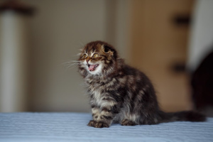 Foto №3. Sanfter Junge mit Hängeohren. Ukraine