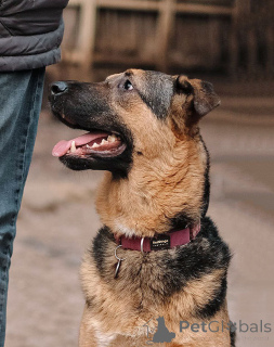 Foto №4. Ich werde verkaufen mischlingshund in der Stadt St. Petersburg. quotient 	ankündigung - preis - Frei