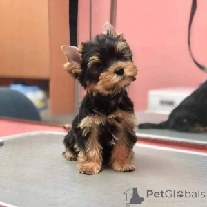 Foto №2 zu Ankündigung № 165317 zu verkaufen yorkshire terrier - einkaufen Österreich züchter