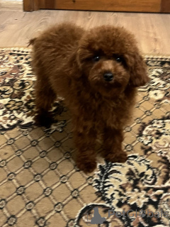 Foto №3. Toypudel 8 Monate/männlich. Ukraine