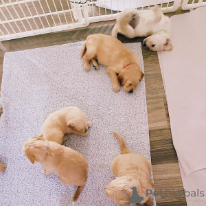 Foto №3. Goldendoodle Welpen zum Verkauf. Deutschland