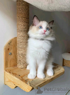 Foto №2 zu Ankündigung № 121719 zu verkaufen ragdoll-katze - einkaufen Russische Föderation züchter