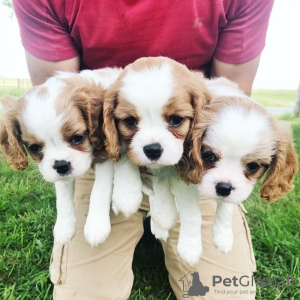 Foto №1. cavalier king charles spaniel - zum Verkauf in der Stadt Seaford | 300€ | Ankündigung № 71695