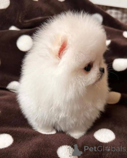 Foto №3. Die Familie lebt in einer Familie, die sich um ihre Kinder und ihre Familie. Polen