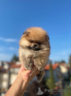 Foto №3. Pomeranian purebred, dwarf. Serbien