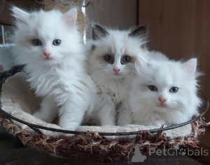 Foto №1. ragdoll-katze - zum Verkauf in der Stadt Utrecht | Frei | Ankündigung № 159207