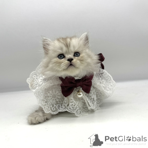 Foto №1. schottische faltohrkatze - zum Verkauf in der Stadt New York | 1163€ | Ankündigung № 175684
