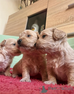 Foto №1. maltipu - zum Verkauf in der Stadt Desuu-Roxlau | 350€ | Ankündigung № 154437