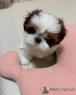 Foto №3. Entzückende Shih-Tzu-Welpen suchen ein liebevolles Zuhause!. Deutschland