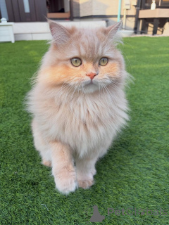 Foto №1. sibirische katze - zum Verkauf in der Stadt Egilstaðir | verhandelt | Ankündigung № 158457