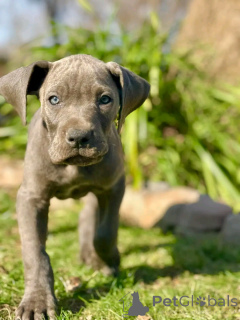 Foto №1. cane corso italiano - zum Verkauf in der Stadt Флорида Сити | 1063€ | Ankündigung № 138948