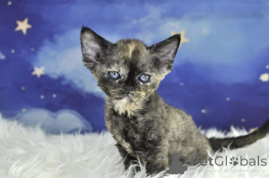 Foto №3. Devon Rex-Kätzchen zu verkaufen. Österreich
