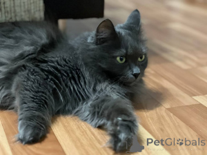 Foto №4. Ich werde verkaufen  in der Stadt Minsk. quotient 	ankündigung - preis - Frei