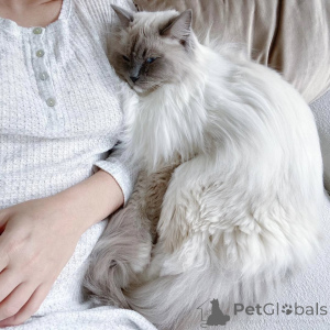 Foto №1. ragdoll-katze - zum Verkauf in der Stadt Arnem | 533€ | Ankündigung № 159298