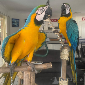 Foto №4. Ich werde verkaufen  in der Stadt Sydney.  - preis - 678€