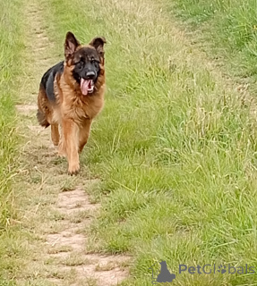 Foto №2 zu Ankündigung № 141324 zu verkaufen mischlingshund - einkaufen Tschechische Republik züchter