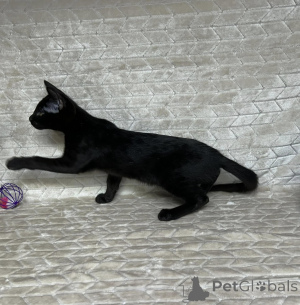 Foto №1. savannah-katze - zum Verkauf in der Stadt Athen | 350€ | Ankündigung № 172077