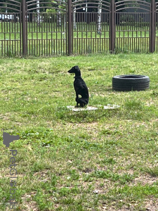 Foto №2. Paarung Service italienisches windspiel. Preis - 0€