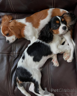 Foto №1. cavalier king charles spaniel - zum Verkauf in der Stadt Aurich | verhandelt | Ankündigung № 173352