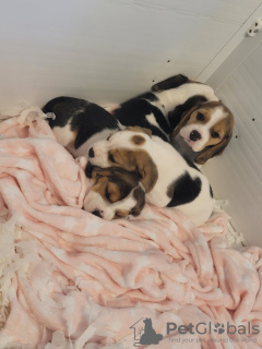Foto №1. beagle - zum Verkauf in der Stadt New York | 426€ | Ankündigung № 66535