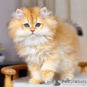 Zusätzliche Fotos: Britische Golden Chinchilla-Kätzchen mit WCF-Stammbaum