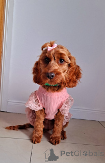 Foto №2 zu Ankündigung № 138589 zu verkaufen kavapu - einkaufen Irland quotient 	ankündigung