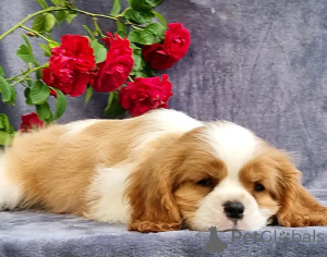 Foto №1. border collie - zum Verkauf in der Stadt Флорида Сити | 531€ | Ankündigung № 138837