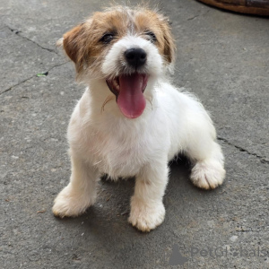 Foto №1. jack russell terrier - zum Verkauf in der Stadt München | verhandelt | Ankündigung № 171875