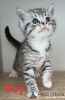 Foto №1. schottische faltohrkatze - zum Verkauf in der Stadt Rotorua | 420€ | Ankündigung № 151105