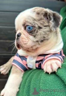 Foto №1. mops - zum Verkauf in der Stadt Sombor | 3500€ | Ankündigung № 148208