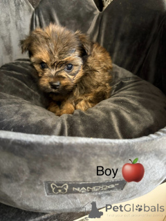 Foto №4. Ich werde verkaufen chow-chow in der Stadt Arkansas City. quotient 	ankündigung - preis - 339€