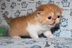 Foto №1. exotische kurzhaarkatze - zum Verkauf in der Stadt Essen | verhandelt | Ankündigung № 136589