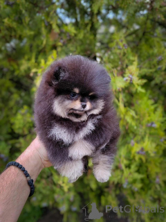 Foto №2 zu Ankündigung № 146801 zu verkaufen pommersche spitz - einkaufen Serbien züchter